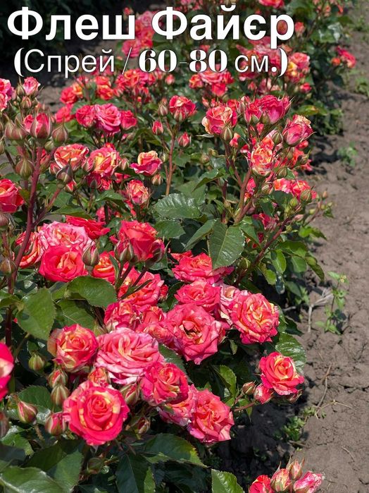 Саженцы роз, Спрей, Троянди Чайно гибридні, Флорибунда