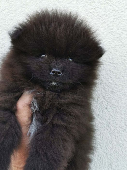 Szpic miniaturowy pomeranian piesek