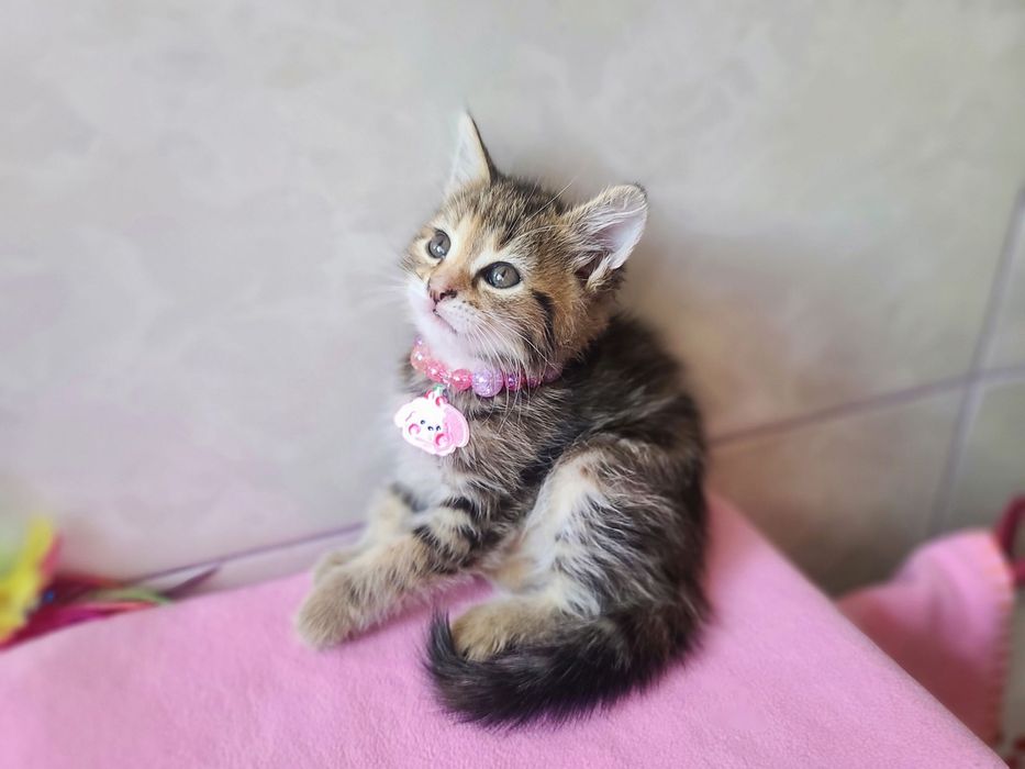 Кото-дитина в мріях про сім'ю, кішка Міра, 2м, кіт, кішка