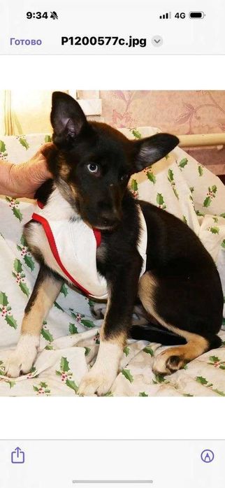 Ищет семью девочка и мальчик кобель метис хаски киев в квартиру выгул