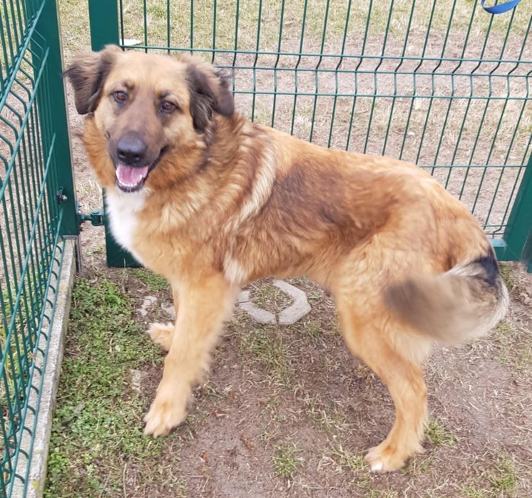 Sunia do Adopcji