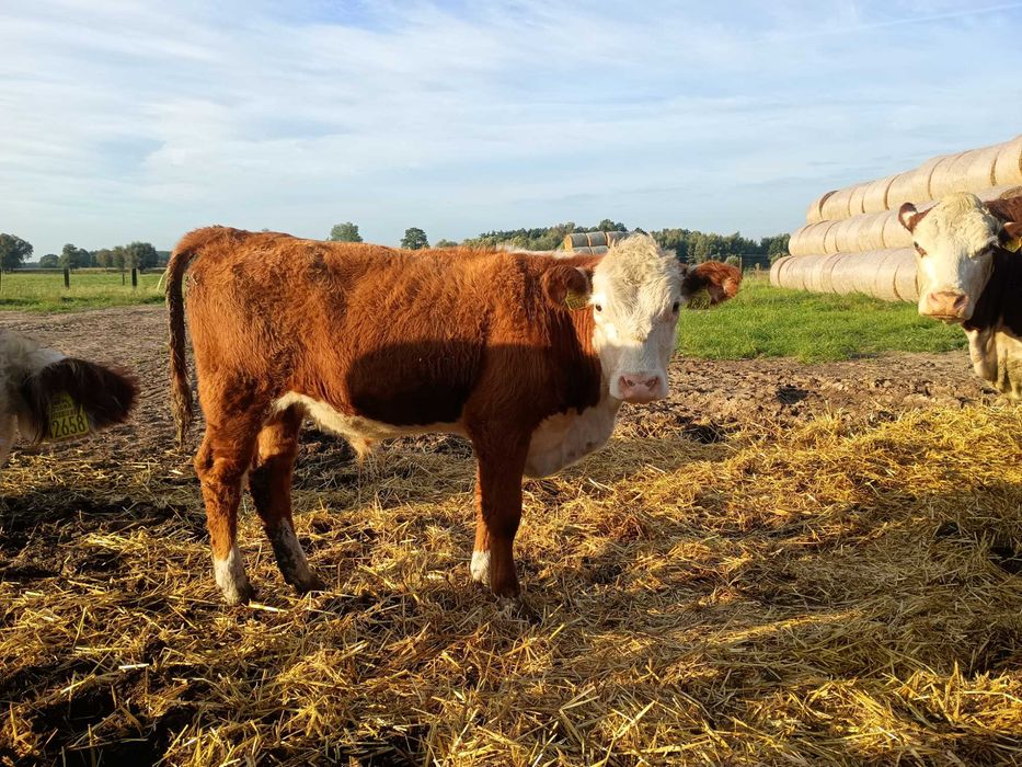 Odsadek mięsny byczek hereford