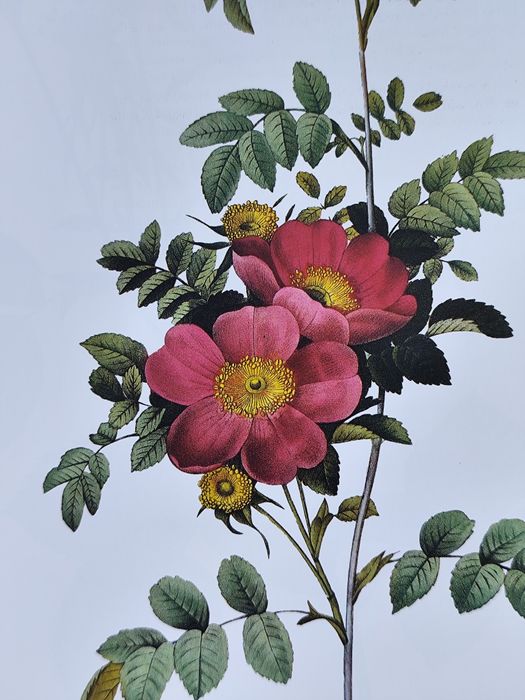 Книга Redoute's Roses