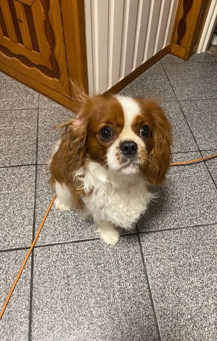 Sprzedam psa rasy Cavalier Kind Charles Spaniel