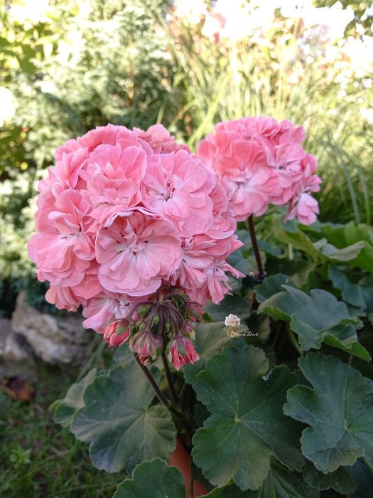 пеларгонії сортові