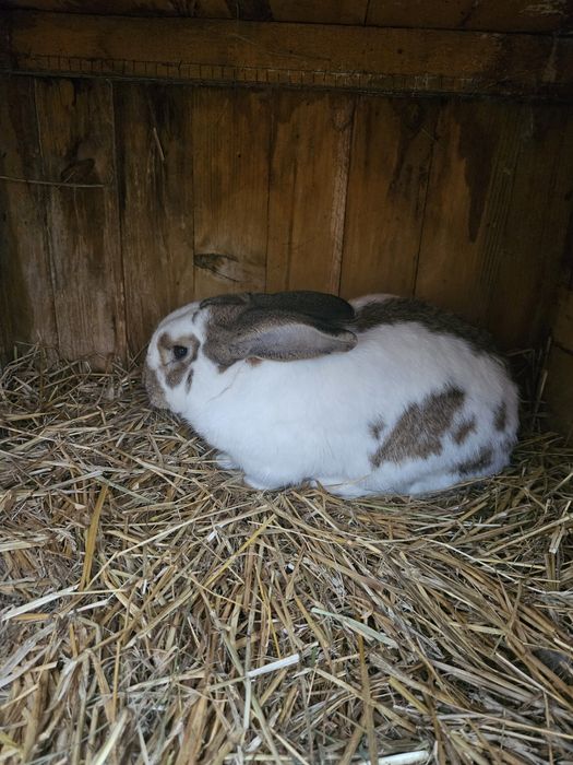 Królik srokacz niemiecki