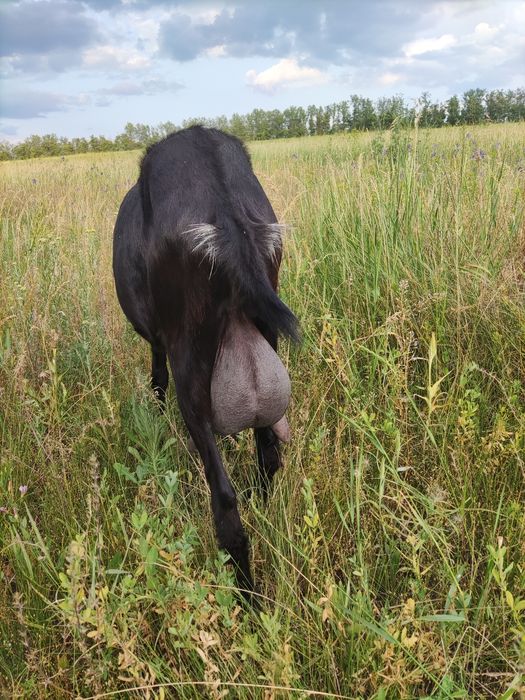 Продам коз дойних