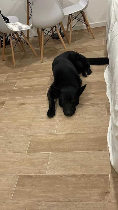 Doação de dois pastor  alemão com 3 anos