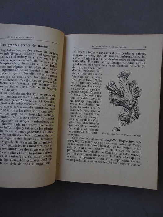 Livro Introdução à botânica Introduccion Botânica B. Fernandez Riofrío