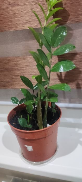 Заміокулькас, доларове дерево