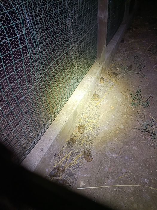 Codornizes de voo prontas a libertar