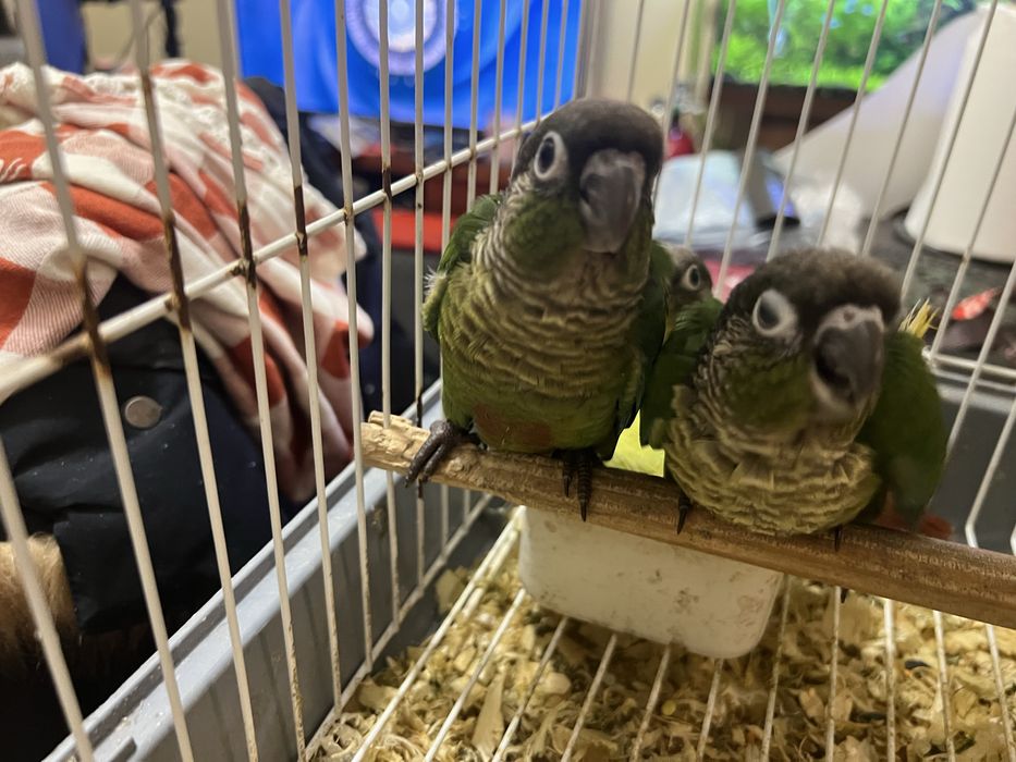 Pyrrhuras domesticadas