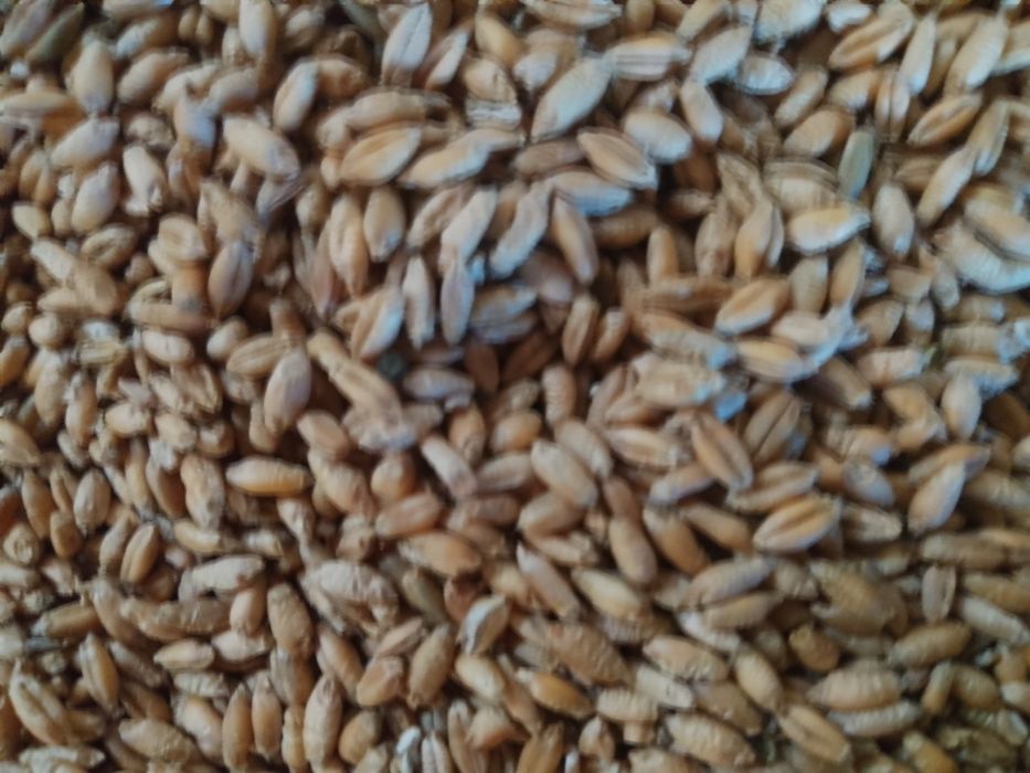 Pszenżyto ozime Tadeus 2025