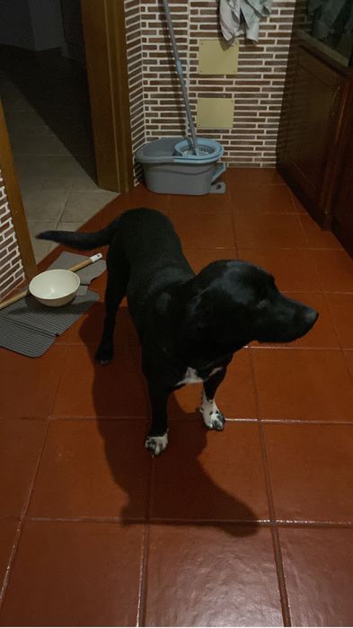 Dou Labrador por sair do pais
