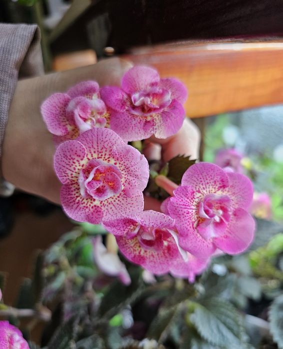 Ахіменес, різоми, ахименес ризомы