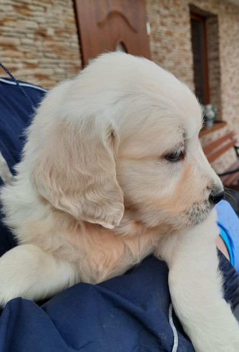 Golden Retriever szczeniak