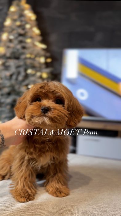 КарамельныйТикап мальчик.Кавапу(мальтипу)микро,Китай.5 месяцев990грамм