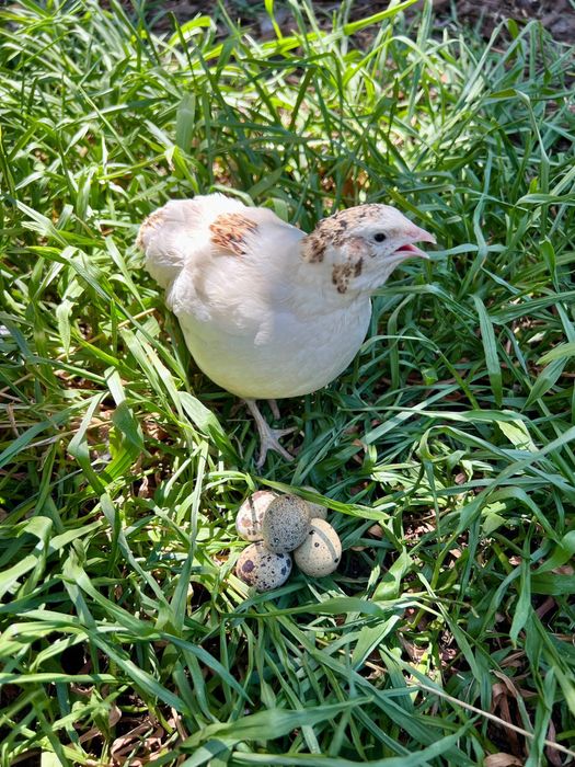 Ovos 100% biológicos