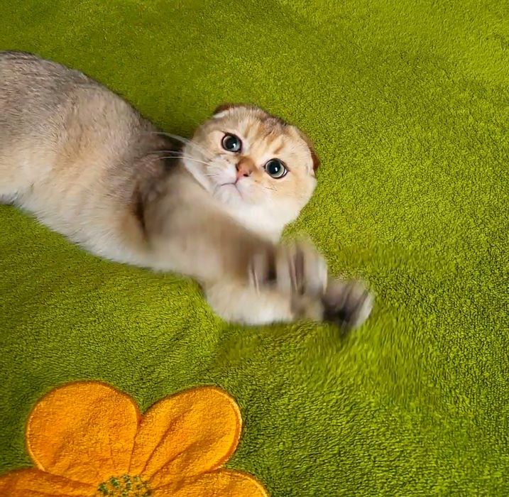 Золота шиншила,хлопчик.