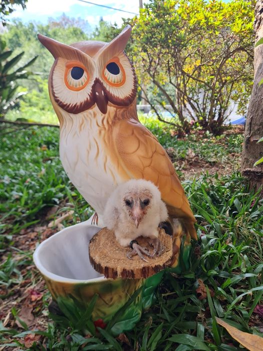 Aves bebés tytos
