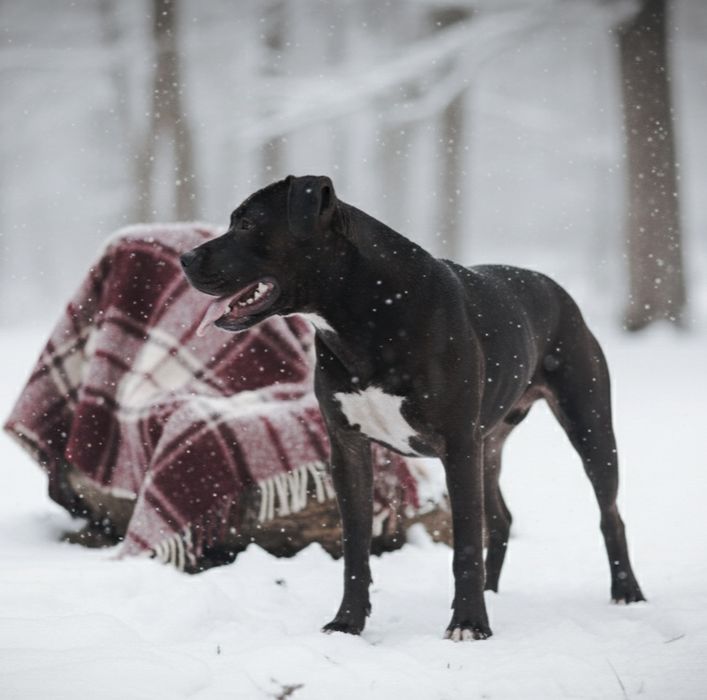 Американський Пітбультер'єр. Цуценята