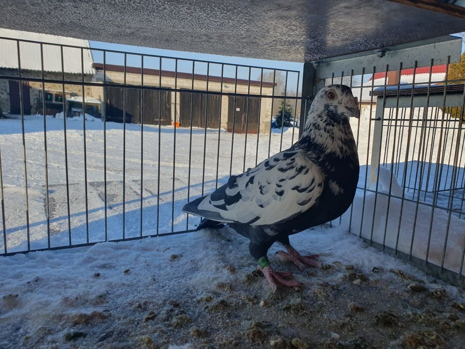 Sprzedam parkę  tygrysuw.