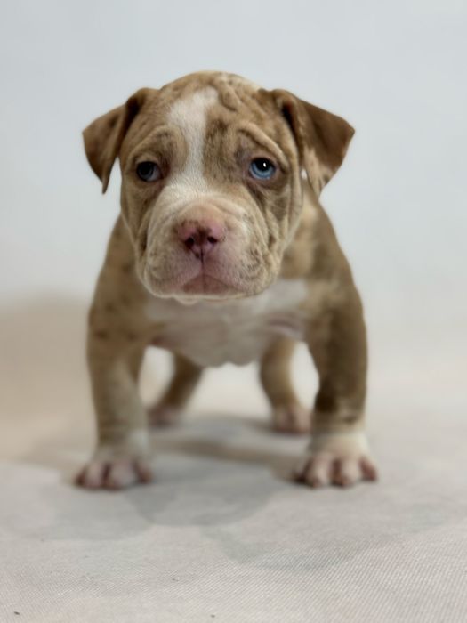 American Bully XL ABKC pies Bullet