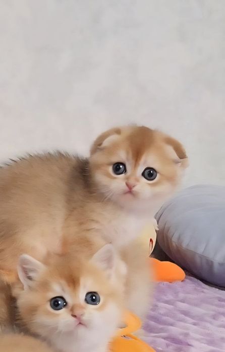 Шотландські кошенята золота шиншила