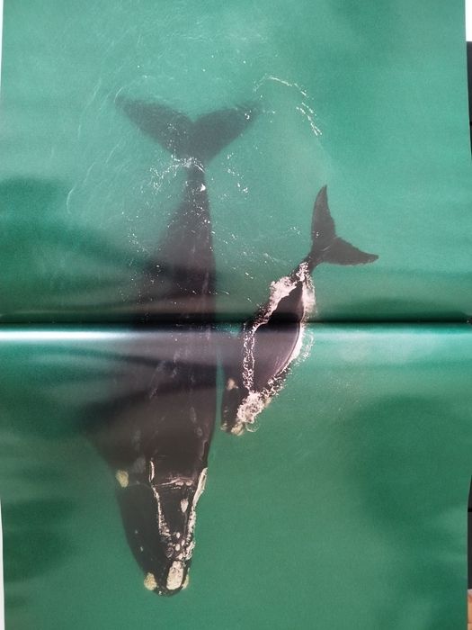 Livro Pelos Olhos dos Deuses