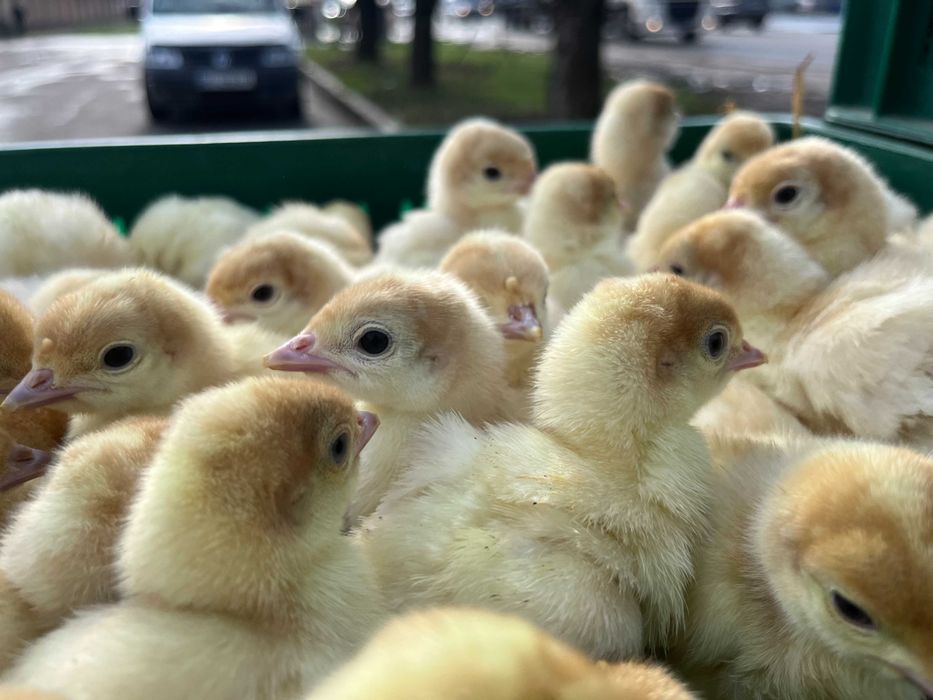 Індик БІГ 6 важковаговик добовий