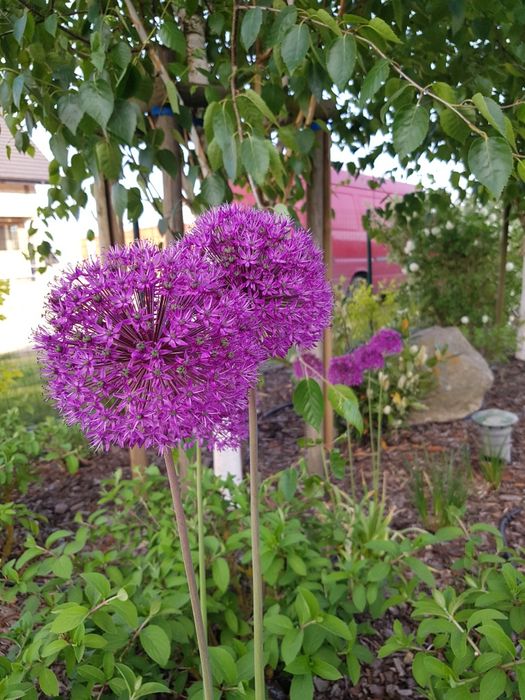 Czosnek ozdobny Globemaster doniczka C3 3litry