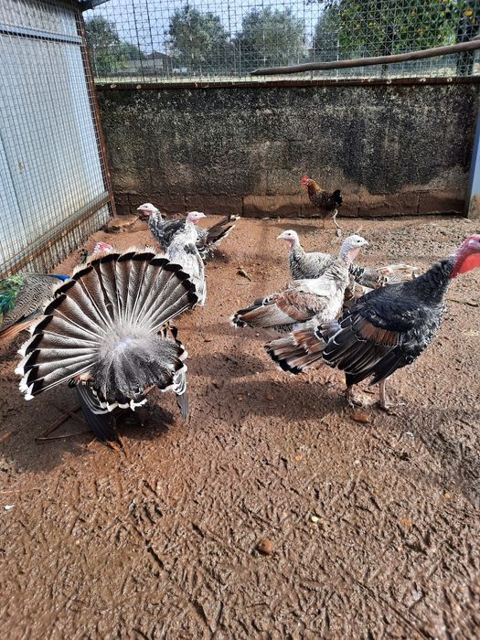 Perus Pretos e Multicolores