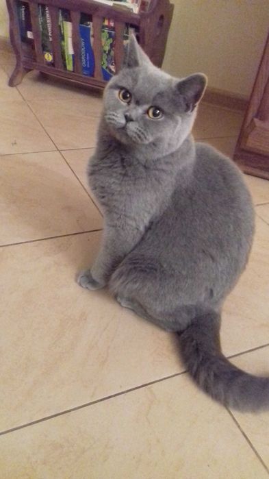 Kot brytyjski kocurek