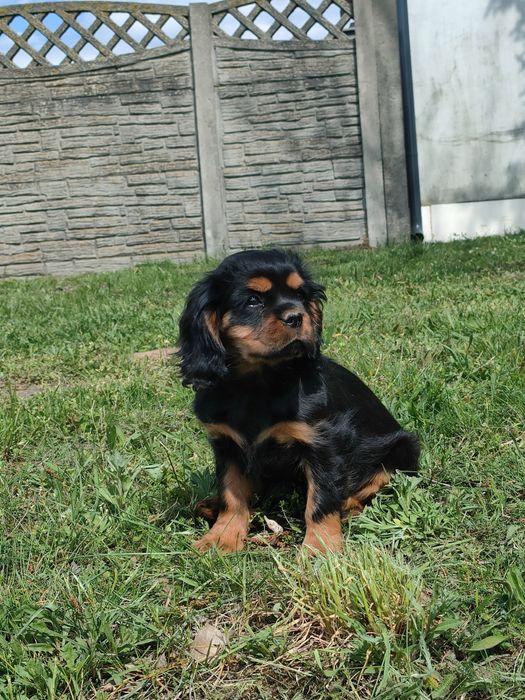 Cavalier King Charles spaniel piesek