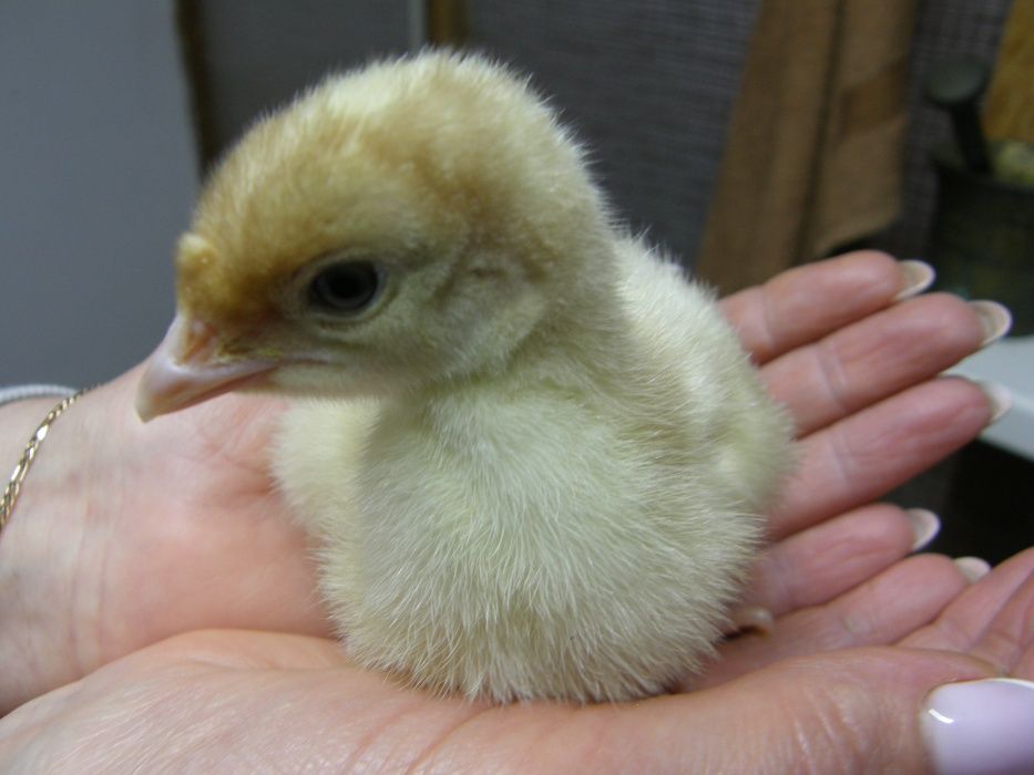 суточные и подрощеные индюшата БИГ- 6 Вся Украина.