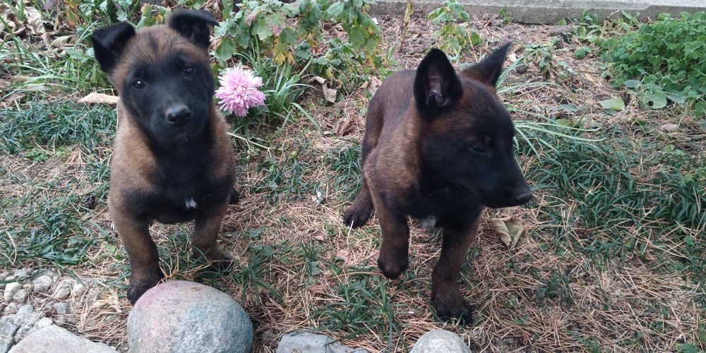 Щенки малинуа бельгийская овчарка! Питомник предлагает супер щеночков