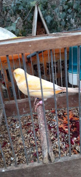 kanarki samce i samice