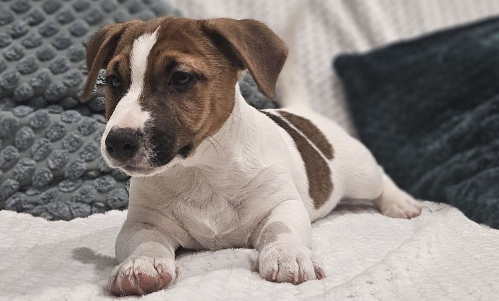 Piekny piesek Jack Russell ZKwP FCI