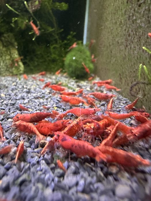 Neocaridinas red Fire