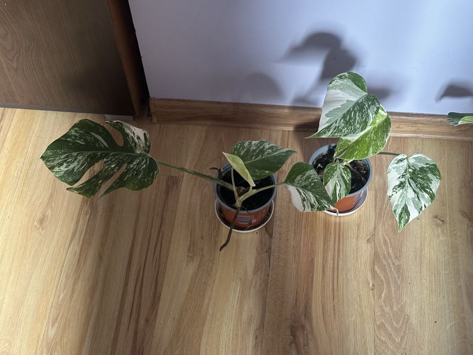 Monstera variegata