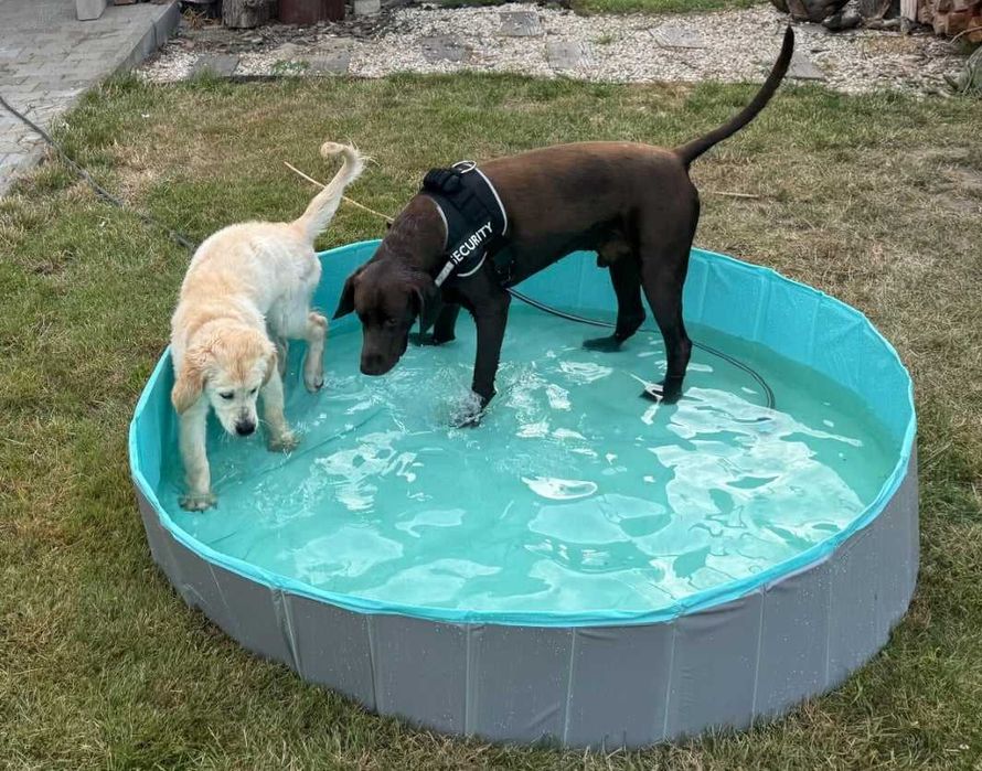 BASEN Kojec dla PSA DZIECI XXL 160x30cm SKŁADANY Ogrodowy do KĄPIELI