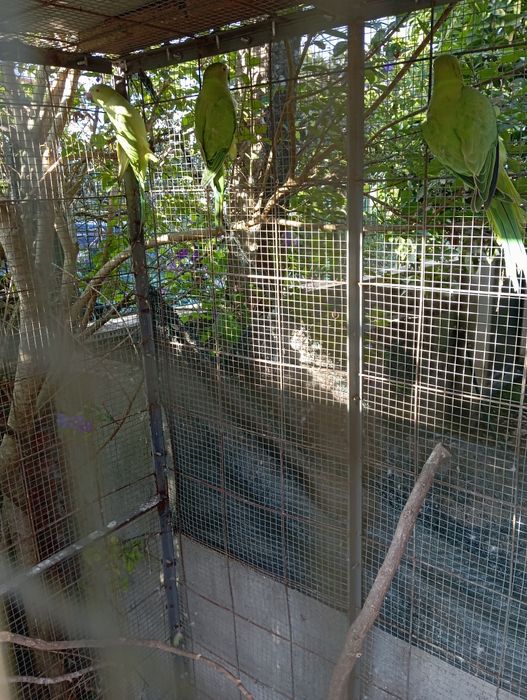 Ring neck verde fêmeas sexados