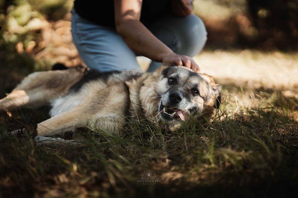 Przytulaśny, wspaniały psiak -  Hagi do adopcji.