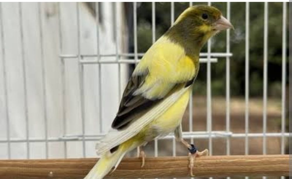 Canarios timbrado espanhol casal