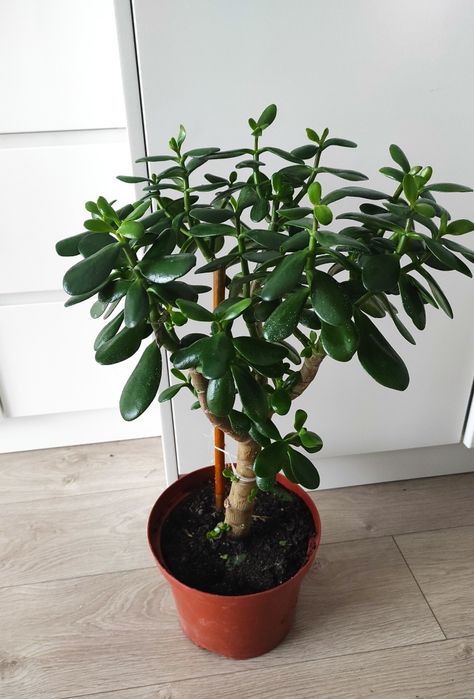 Grubosz drzewko szczęścia 57 cm