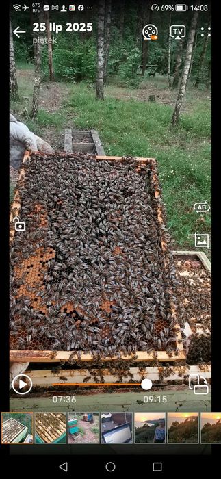 Pszczoły, Odkłady pszczele Dadant