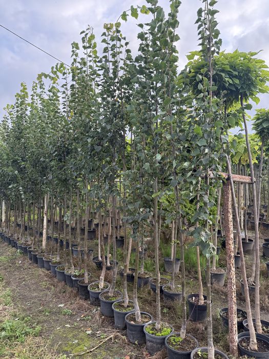 Lipa drobnolistna Greenspire doniczka 10l , 10-12cm wysossc 3,5m