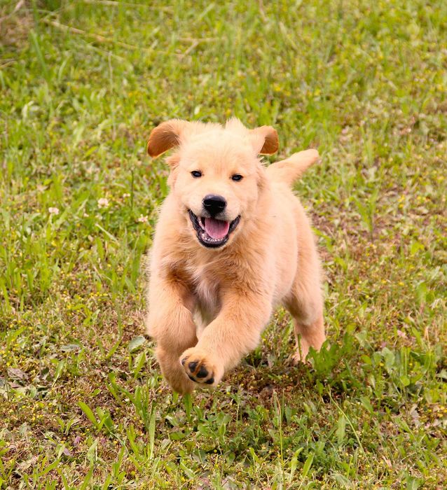 Chłopczyk złoty linii Amerykański Golden Retriever