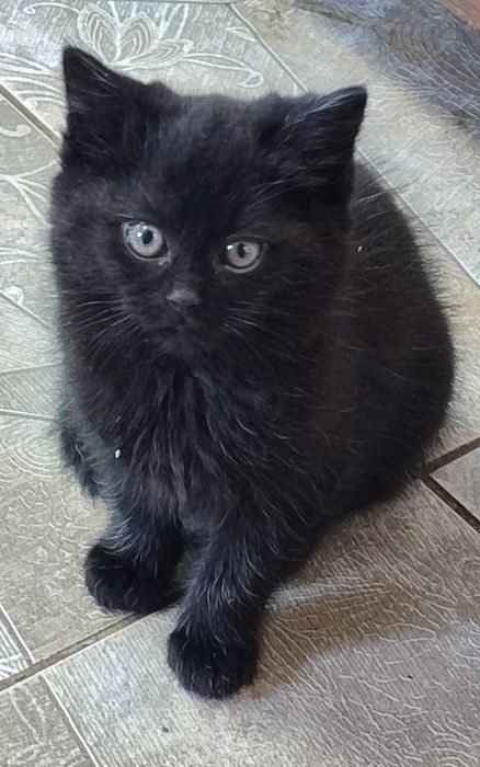 Симпатичні кошенята