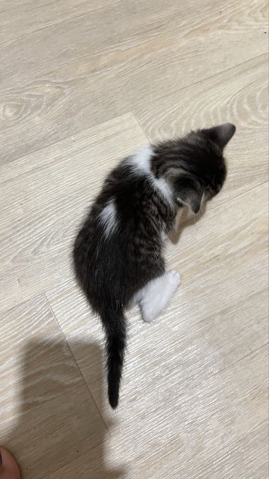 Котенок, тигровый мальчик в добрые руки